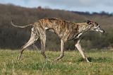 GALGO 006